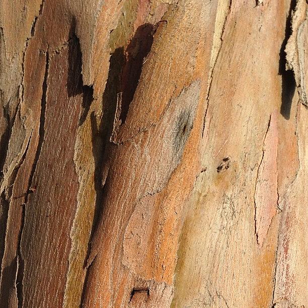 Eucalyptus Bark Photograph by Jim Spencer