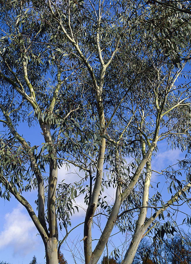 Eucalyptus Gunnii