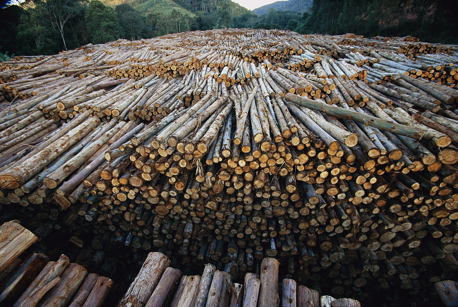 Eucalyptus Stacked Lumber Photograph by Mark Moffett