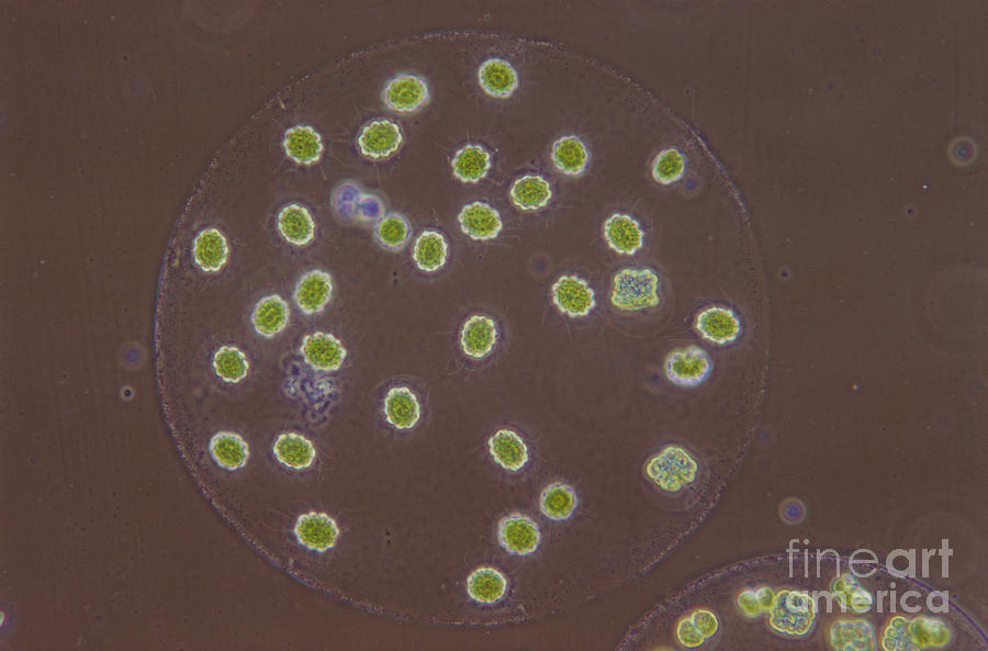 Science Photograph - Eudorina Elegans, Green Algae, Lm by M. I. Walker