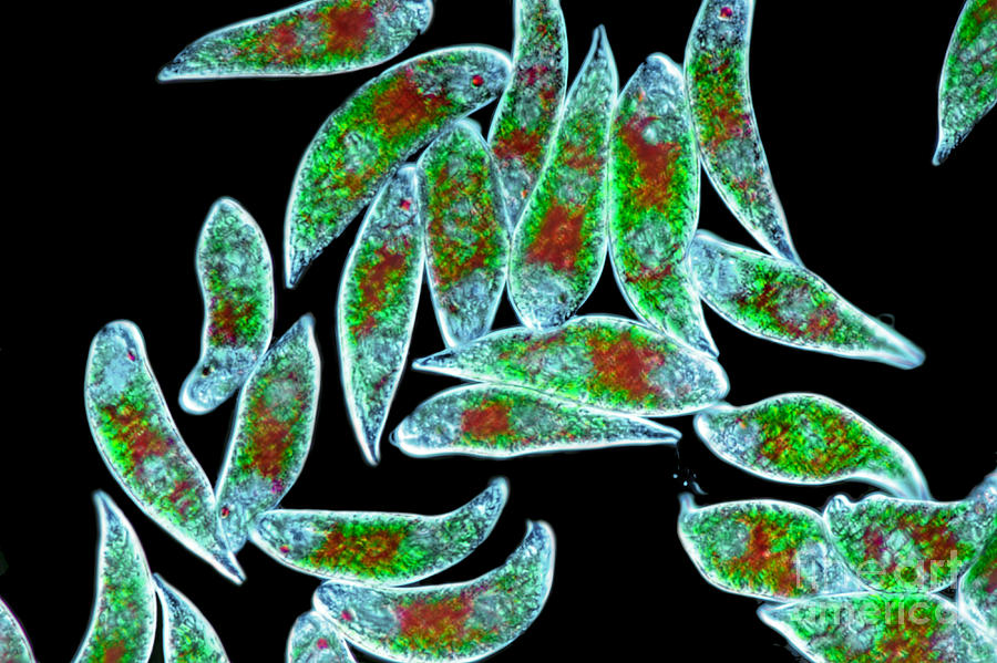 Cells Photograph - Euglena Rubra Dic by M I Walker