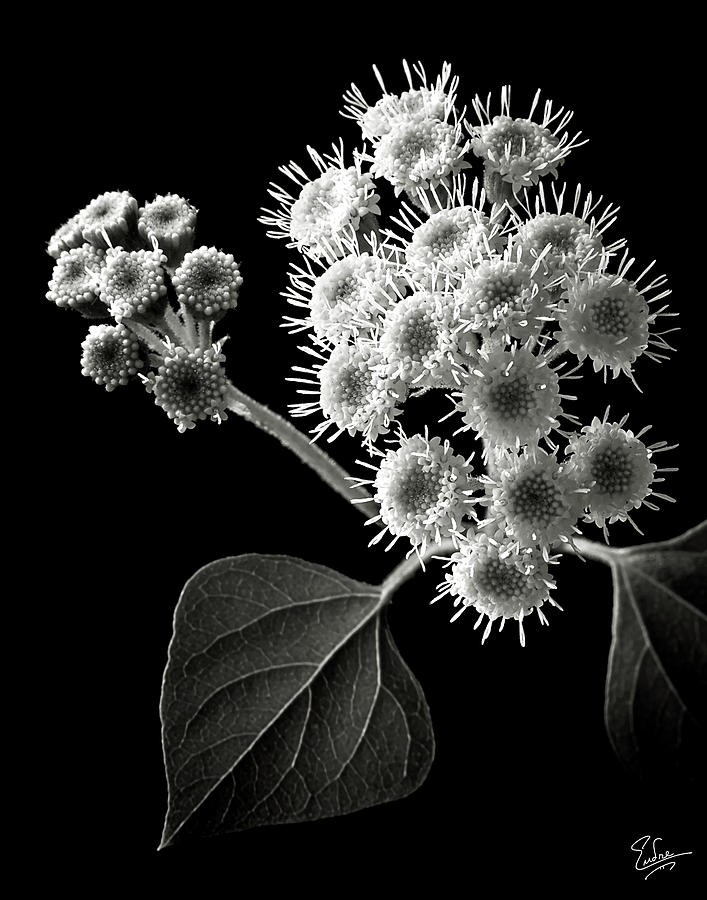 Eupatorium in Black and White Photograph by Endre Balogh