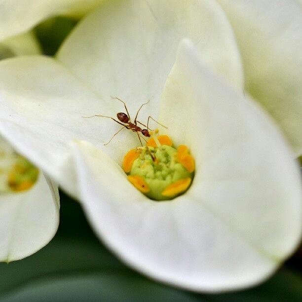 Ant Photograph - Euphorbia Milii #euphorbia #cactus by Zaqqy J