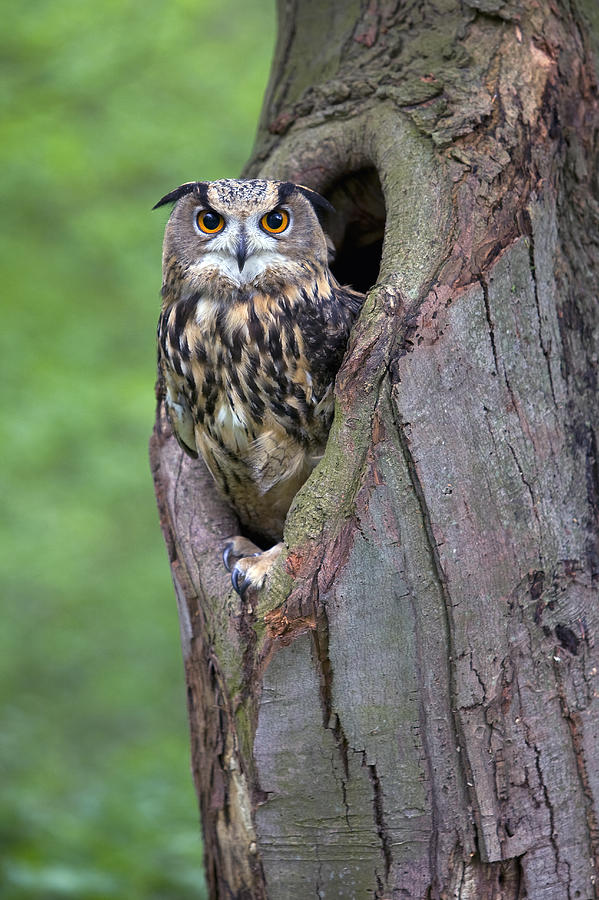 Eurasian Eagle-owl Bubo Bubo Looking Photograph by Rob Reijnen