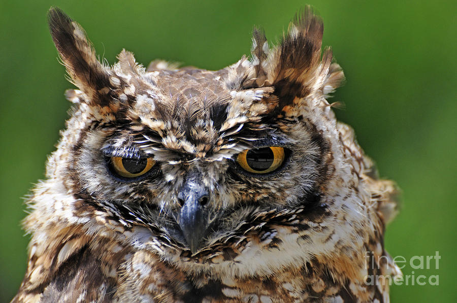 Wildlife Photograph - Eurasian Eagle-Owl by Sami Sarkis