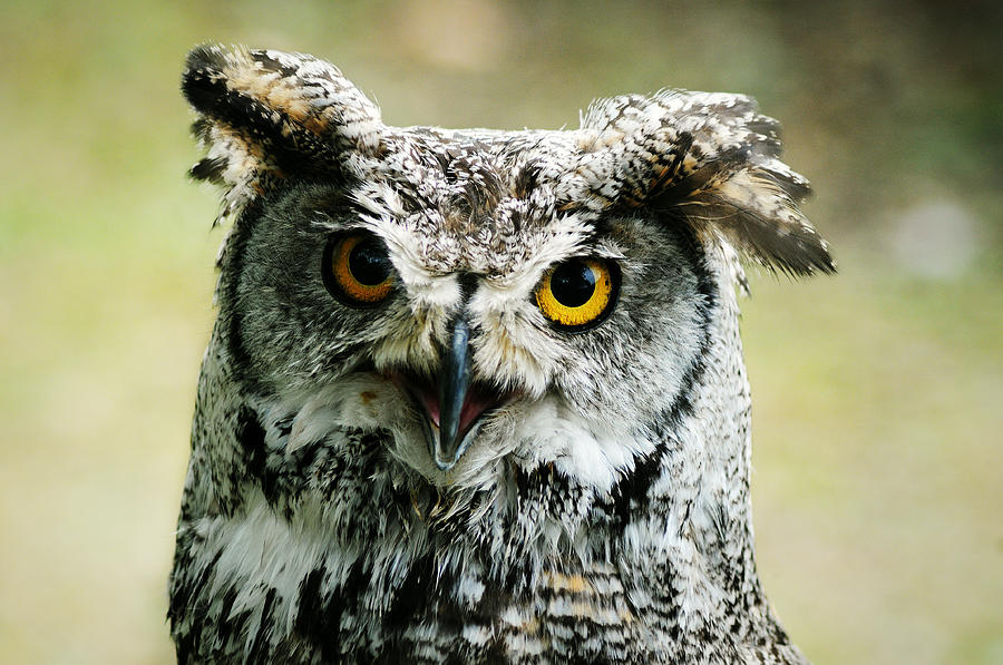 Eurasian Eagle Owl Photograph by Weeping Willow Photography