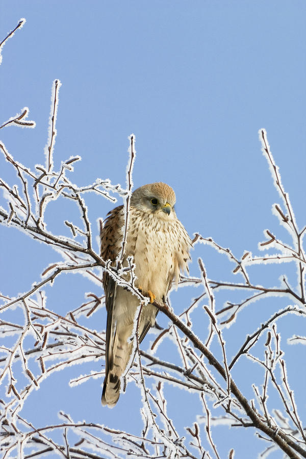 Eurasian Kestrel Falco Tinnunculus Photograph by Konrad Wothe