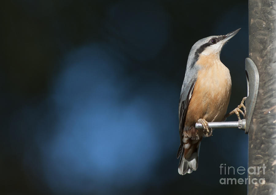 Eurasian nuthatch Photograph by Andrew  Michael