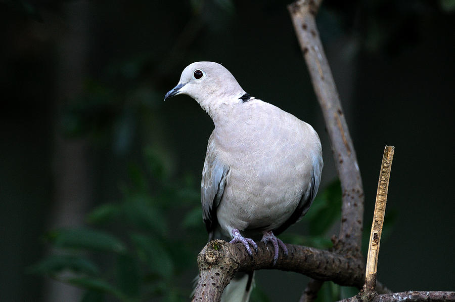 Eurasian Ring-Collared Dove Photograph by Ernst Schwarz - Pixels