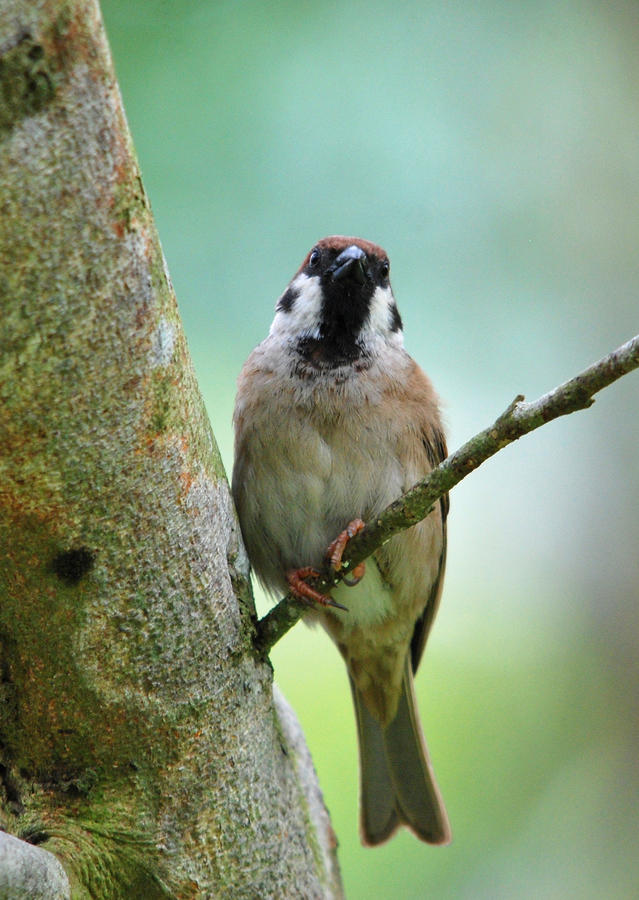Eurasian Tree Sparrow Photograph by Perry Van Munster