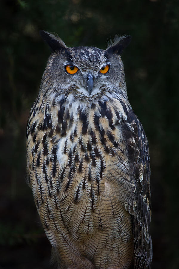 European Eagle Owl Photograph by Celine Pollard