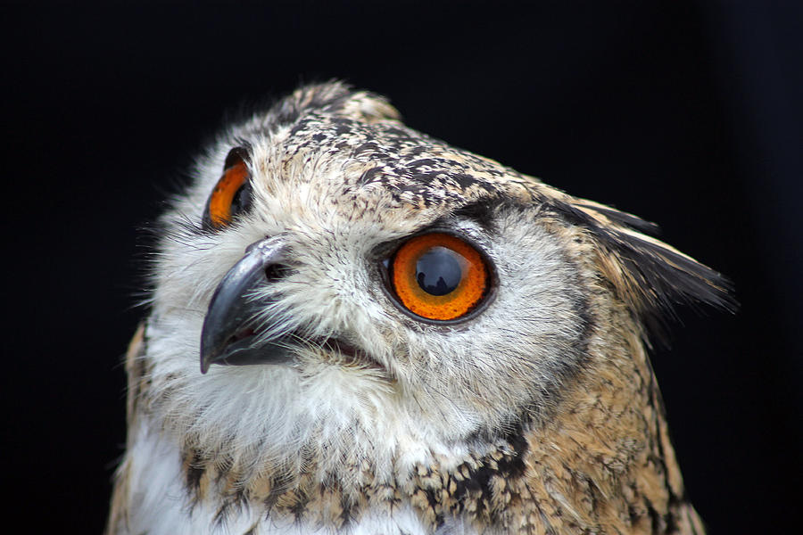 European Eagle Owl Photograph by Tony Murtagh