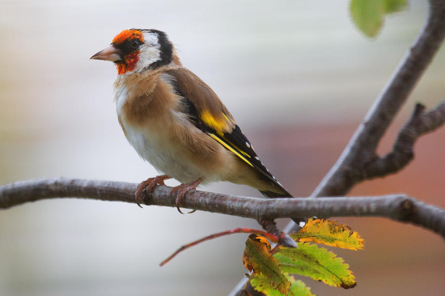 European Goldfinch Photograph by Celine Pollard
