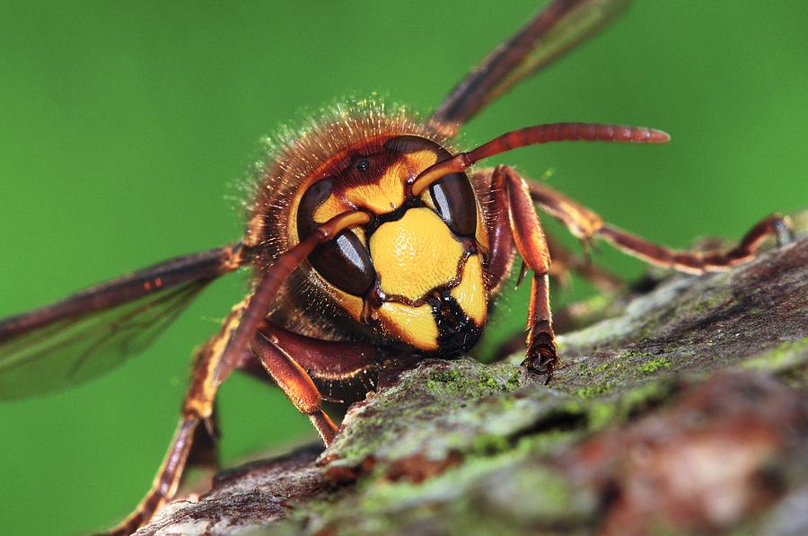 European Hornet Photograph by Colin Varndell