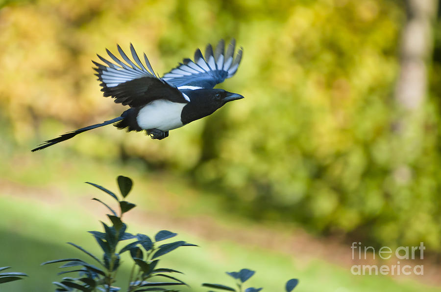 European magpie Photograph by Andrew  Michael