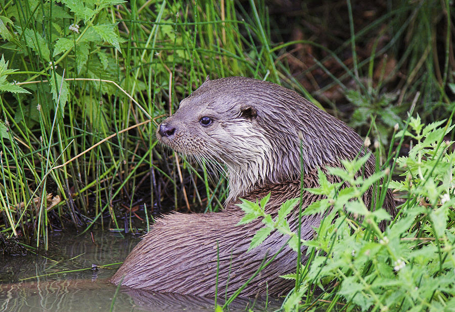 European Otter Photograph by Duncan Shaw - Fine Art America