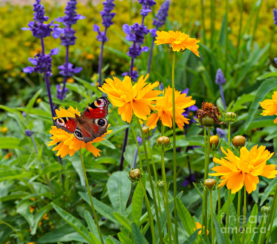 European Peacock Butterfly on Tickseed with Lavender Photograph by Louise Heusinkveld