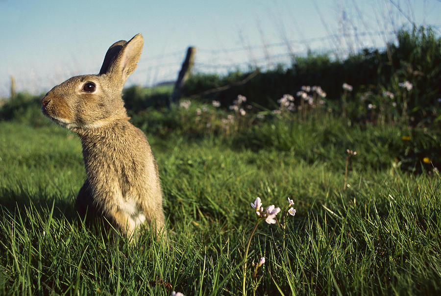 European Rabbit In A Meadow Photograph by Cyril Ruoso