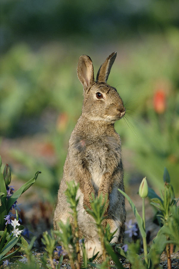 European Rabbit Oryctolagus Cuniculus Photograph by Konrad Wothe