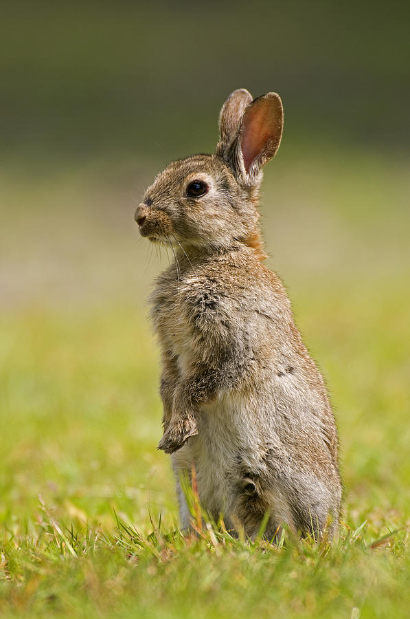 European Rabbit Oryctolagus Cuniculus Photograph by Marcel van Kammen