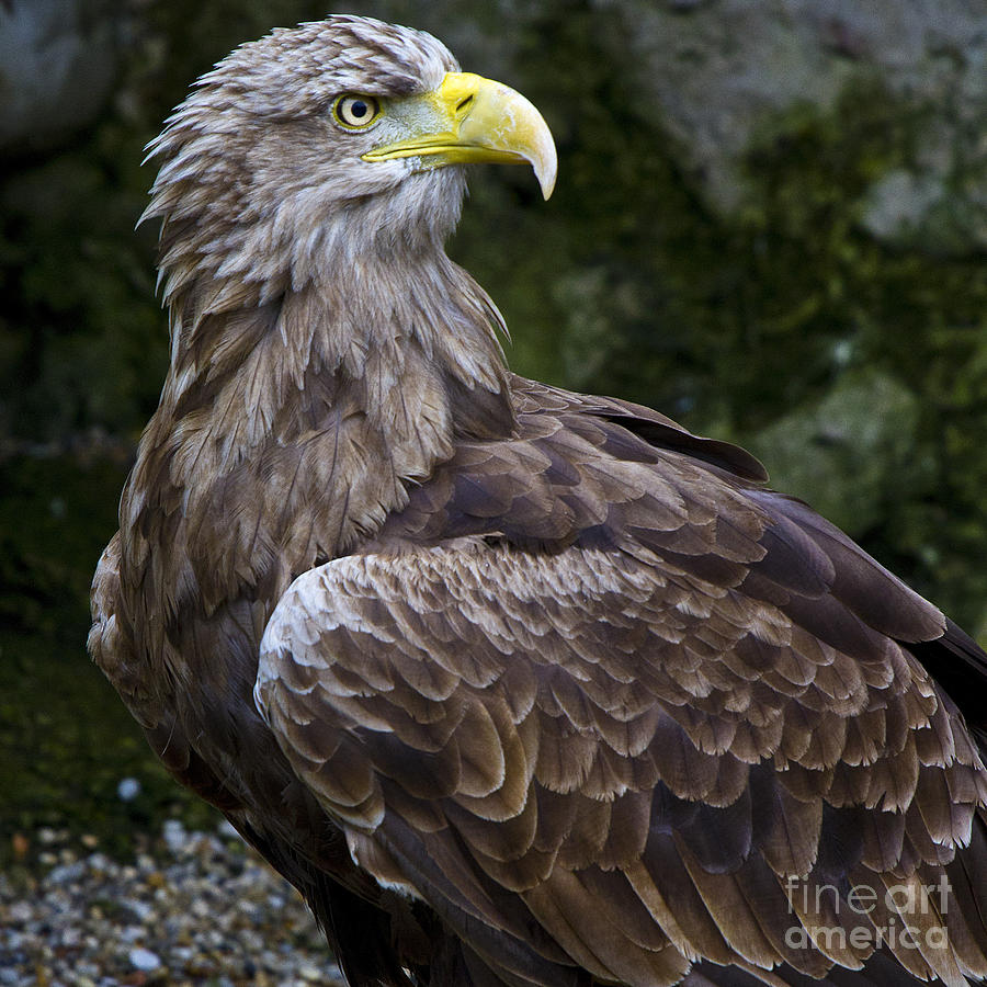 European Sea Eagle I Photograph by Heiko Koehrer-Wagner