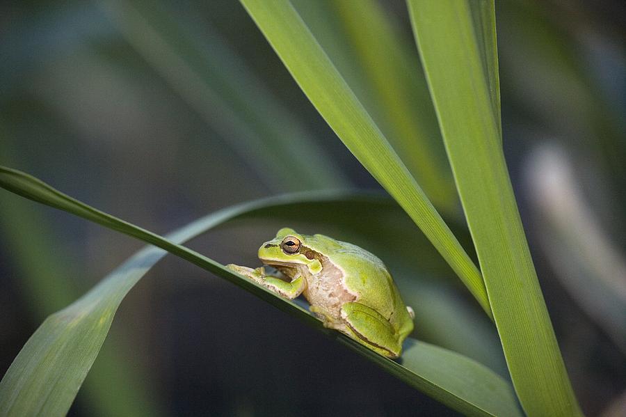 Nature Photograph - European Tree Frog by Bob Gibbons