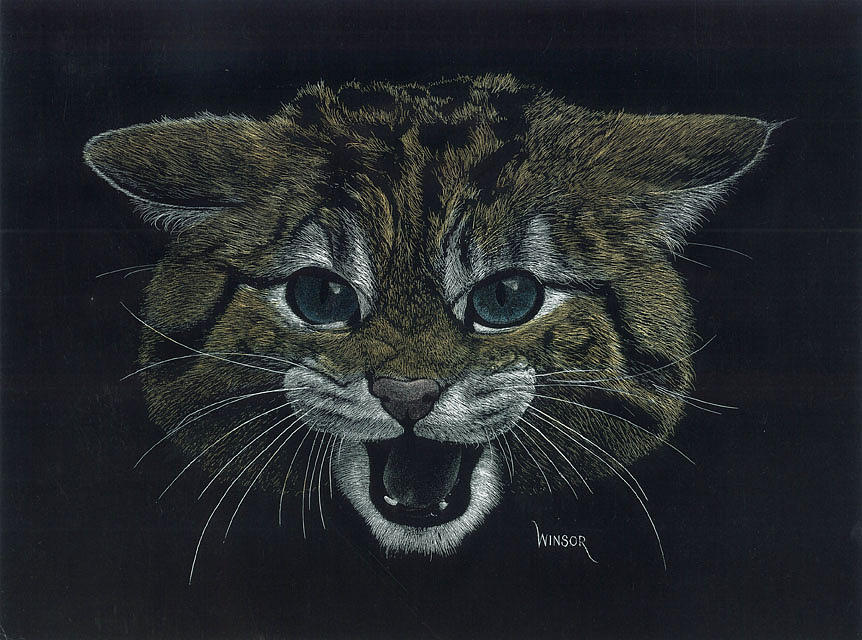 European Wildcat Drawing by Don Winsor