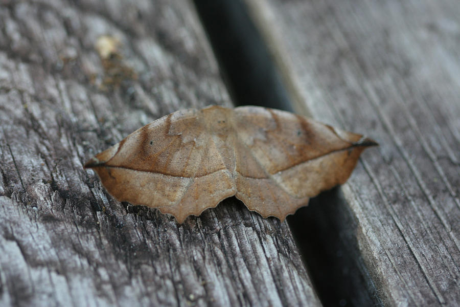 Moth Photograph - Eutrapela clemataria by Sean Green
