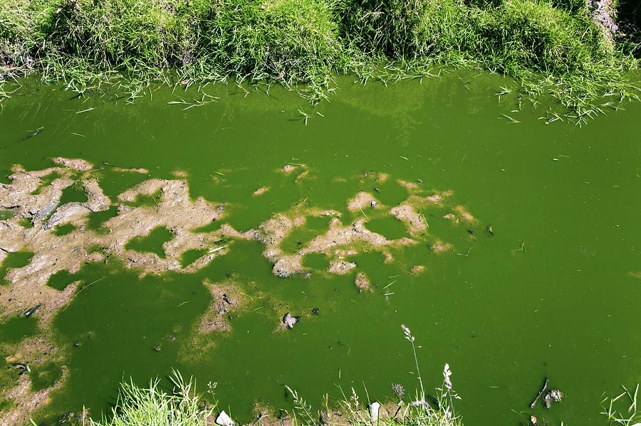 Eutrophication In A Flooded Field Photograph By Dr Keith Wheeler