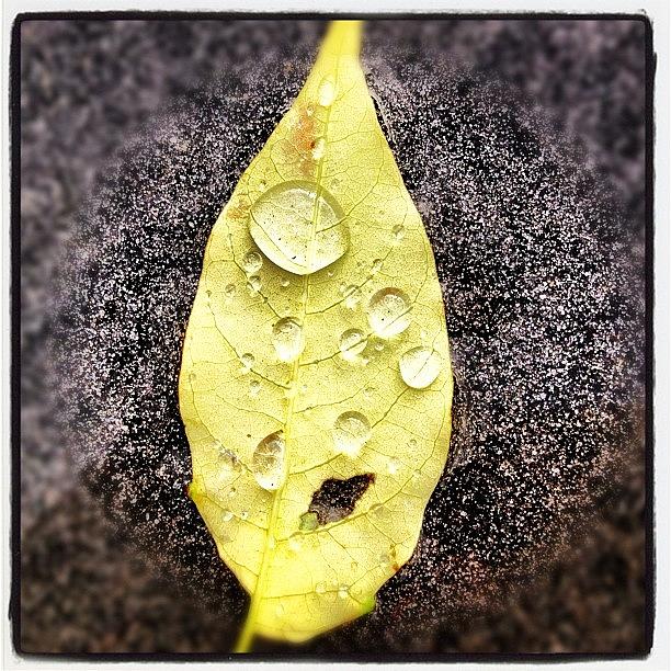 Even A Fallen Leaf Holds Water Photograph by Matt Doyle