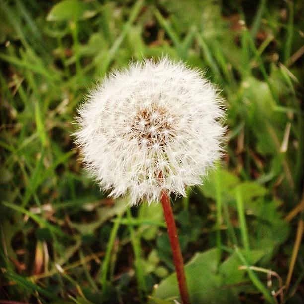 Even Dandelions Can Be Beautiful :) Photograph by Tyler Dillman