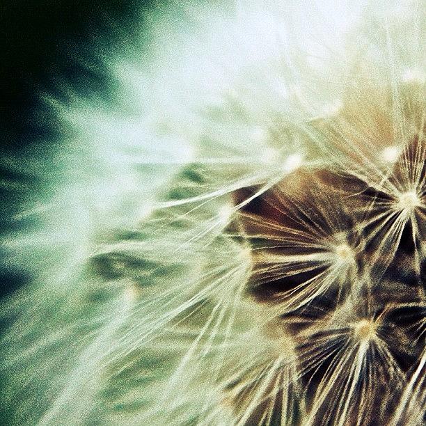Me Photograph - Even Dandelions Look Cool Up Close by Tyler Dillman