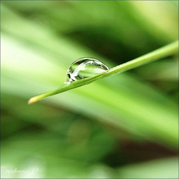 Nature Photograph - Even Simple Things Have Their Beauty by Willem Smit
