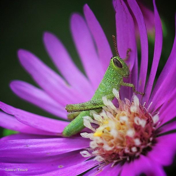 Grasshopper Photograph - Even The #grasshopper Needs A Change Of by Leon Traazil