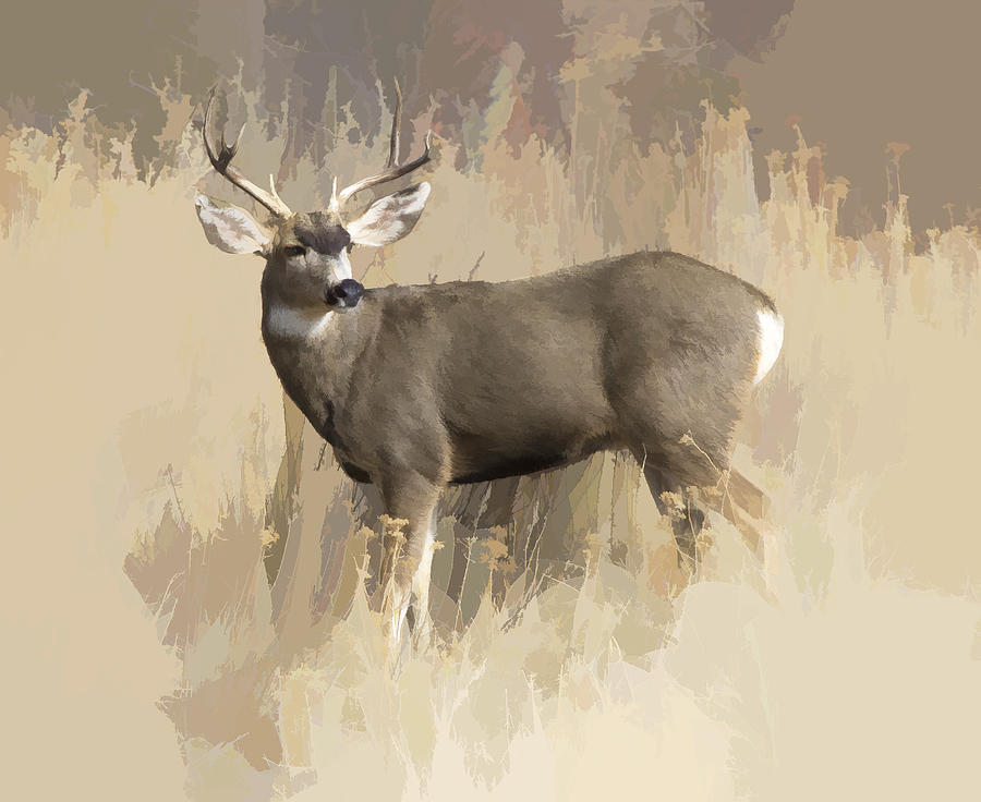 Wildlife Digital Art - Evening Buck by Dewain Maney