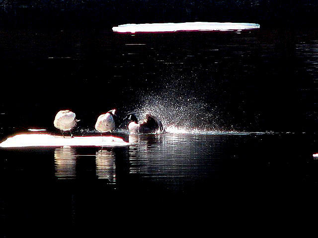 Evening Duck Bath Photograph by Marie Jamieson