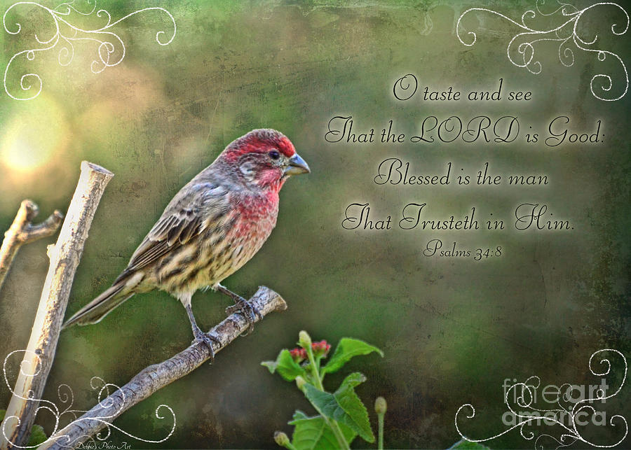Nature Photograph - Evening Finch Greeting card with verse by Debbie Portwood