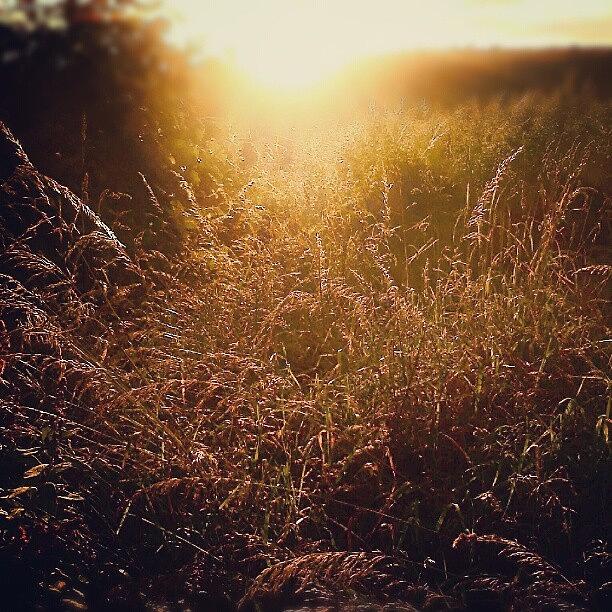 Summer Photograph - #evening #golden #grass... #grasses by Linandara Linandara