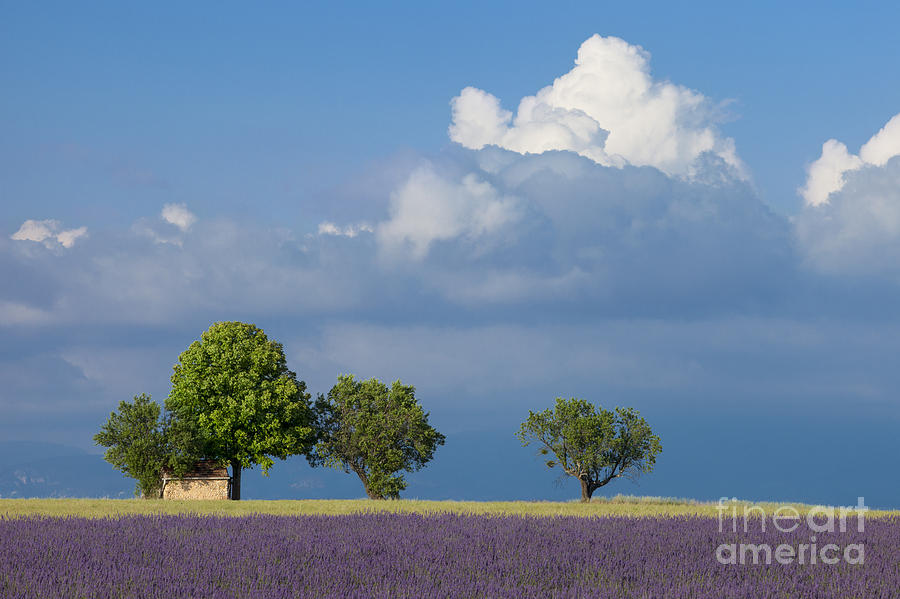 Evening in Provence Photograph by Brian Jannsen