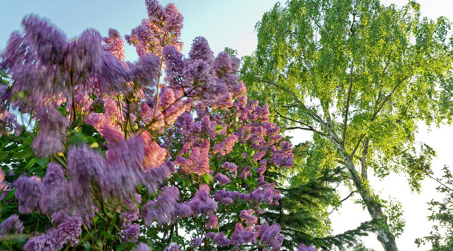 Evening lilac Photograph by Gary Eason