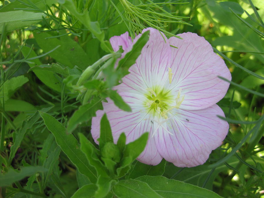 Evening Primrose Photograph by Cindy Clements