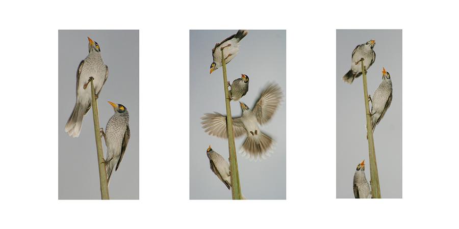 Evening Song Birds Trio Photograph by Kelly Nicodemus-Miller