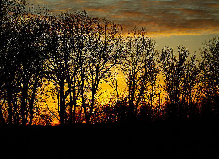 Evening Trees Photograph by Steve McKinzie