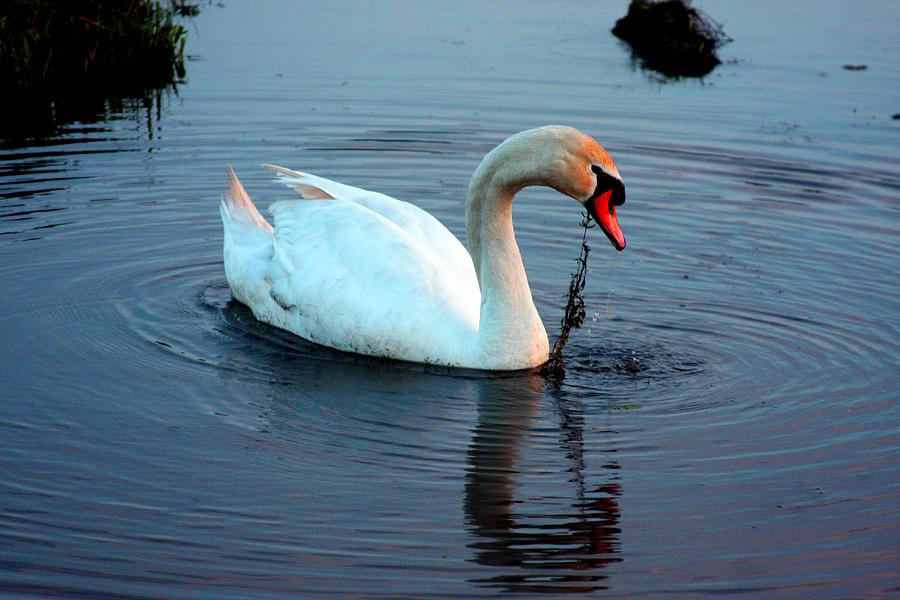 Evenings Swan Photograph by Marie Jamieson