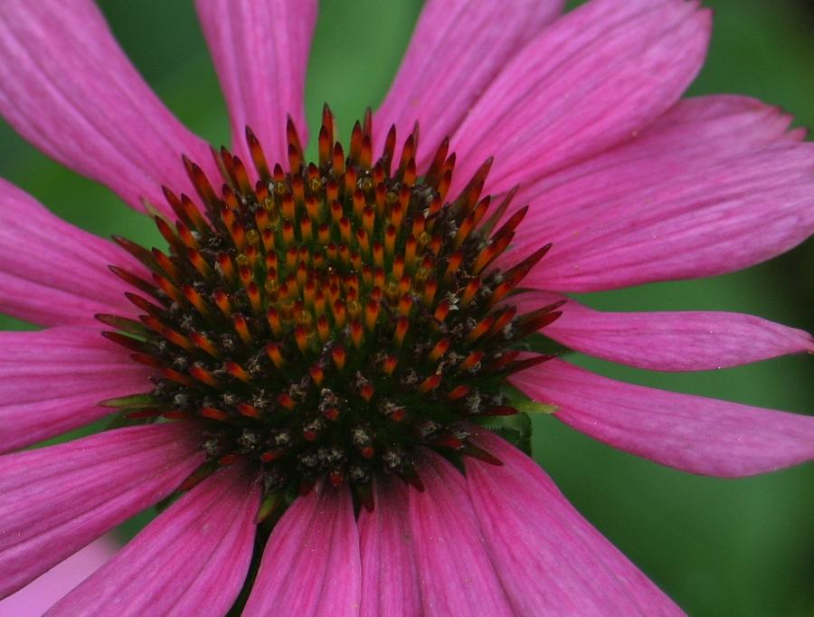 Ever Popular Photograph by Barbara S Nickerson - Fine Art America