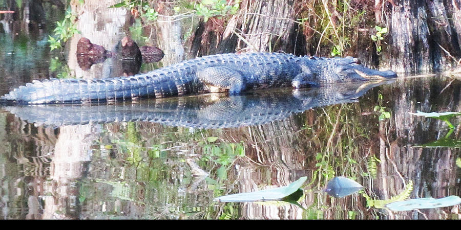 Everglade Croc Photograph by Vijay Sharon Govender