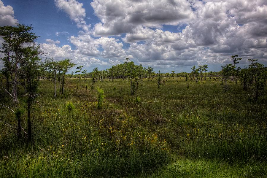 Everglades Meadow Photograph by William Wetmore
