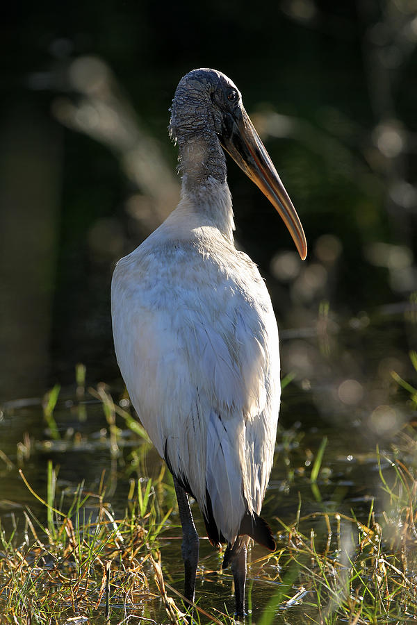 Everglades Wood Stork Photograph by Juergen Roth