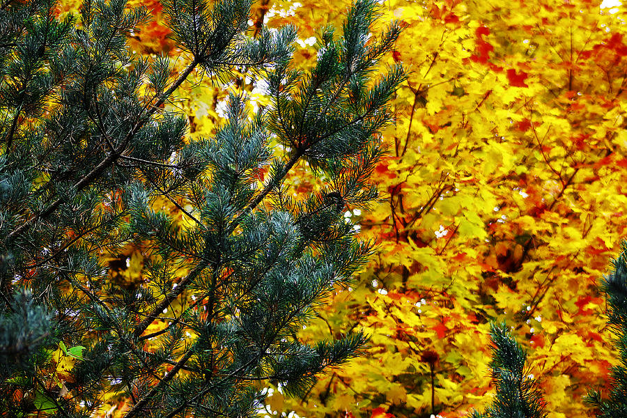 Evergreen and Maple Photograph by Scott Hovind