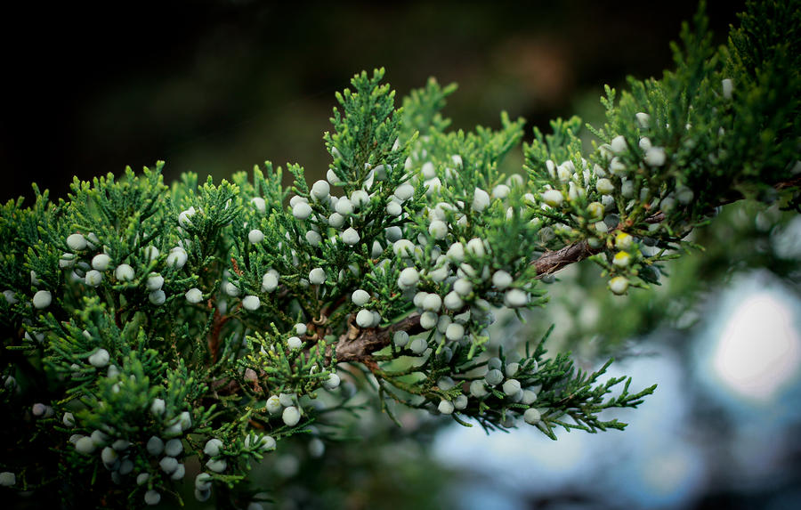 Evergreen berries Photograph by Mike Oistad - Pixels